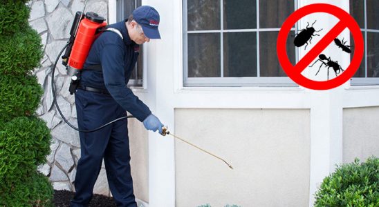 Kemah Pire İlaçlama böcek ilaçlama ve haşere kontrolü — ilaclama-tr.com